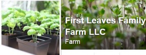 First Leaves Family farm image